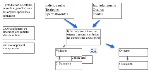 la rencontre des gametes schéma