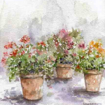 04_3pots de geranium