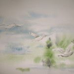 oiseaux